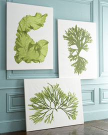 Horchow Seaweed Prints